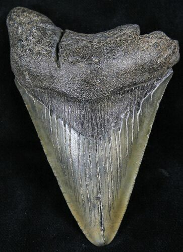 Bargain Megalodon Tooth - South Carolina #26528